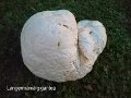 Calvatia gigantea-amf1925-1